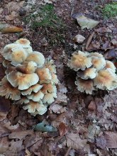 pilz