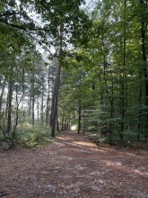 wandel