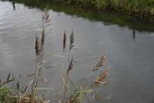 Schalkhaar